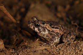 Attēlu rezultāti vaicājumam “Bufo bufo juvenile”