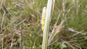 Attēlu rezultāti vaicājumam “Carex pallescens”