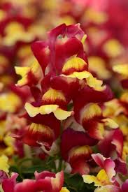Image result for Antirrhinum majus