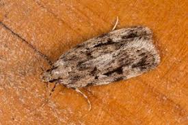 Attēlu rezultāti vaicājumam “Oecophoridae”