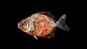 Image result for Trachinotus falcatus