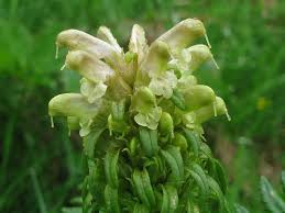Attēlu rezultāti vaicājumam “Pedicularis sceptrum-carolinum leaf”