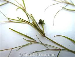 Attēlu rezultāti vaicājumam “Chara filiformis”