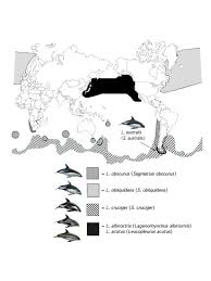 Image result for Leucopleurus acutus