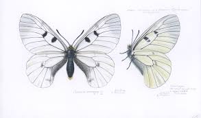 Attēlu rezultāti vaicājumam “Parnassius mnemosyne”