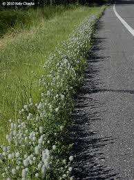 Attēlu rezultāti vaicājumam “Trifolium arvense flower”