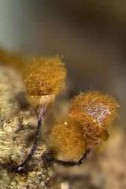 Attēlu rezultāti vaicājumam “Licea pusilla macro”