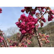 Image result for 緋寒桜