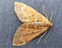 Attēlu rezultāti vaicājumam “Pennithera firmata”