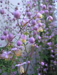 Attēlu rezultāti vaicājumam “Thalictrum”