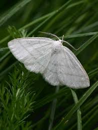 Attēlu rezultāti vaicājumam “Cabera exanthemata female”