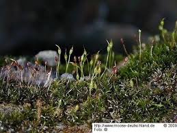 Attēlu rezultāti vaicājumam “Gymnostomum aeruginosum”