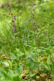 Attēlu rezultāti vaicājumam “Epipactis atrorubens”