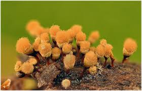 Attēlu rezultāti vaicājumam “Hemitrichia leiotricha macro”