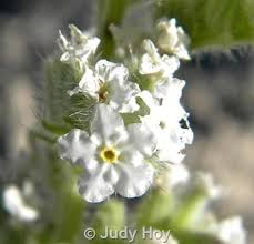 Attēlu rezultāti vaicājumam “Trichia ambigua stalked”