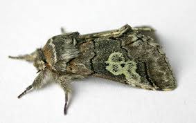 Attēlu rezultāti vaicājumam “Diloba caeruleocephala”