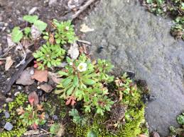 Attēlu rezultāti vaicājumam “Saxifraga granulata leaf”