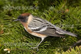 Image result for Dendroica castanea