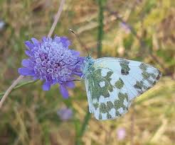 Attēlu rezultāti vaicājumam “Pontia edusa underside”