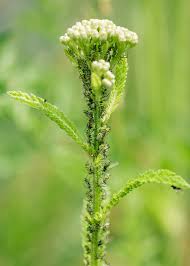 Attēlu rezultāti vaicājumam “Macrosiphoniella millefolii”