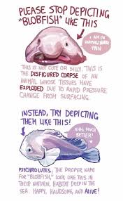 Image result for blobfish