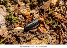 Attēlu rezultāti vaicājumam “Silpha obscura larva”