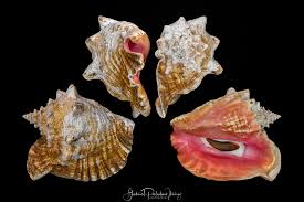 Image result for Aliger gigas