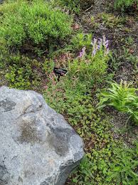 Attēlu rezultāti vaicājumam “Antennaria dioica leaf”