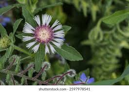 Attēlu rezultāti vaicājumam “Centaurea phrygia flower”