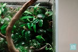 Risultati immagini per bucephalandra pinoh red stem