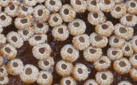 Attēlu rezultāti vaicājumam “Merismodes anomala”