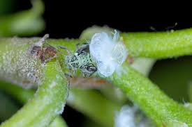 Attēlu rezultāti vaicājumam “Psylla alni nymph”