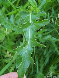 Attēlu rezultāti vaicājumam “Cirsium arvense leaf”