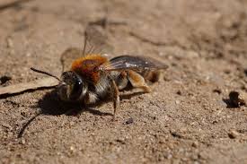 Attēlu rezultāti vaicājumam “Andrena haemorrhoa”