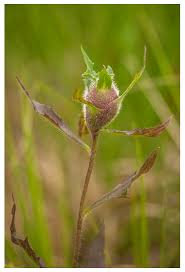 Attēlu rezultāti vaicājumam “Aulacidea hieracii”