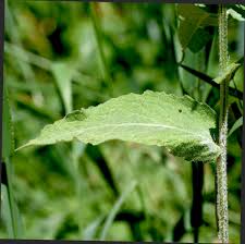 Image result for Centaurea pseudophrygia