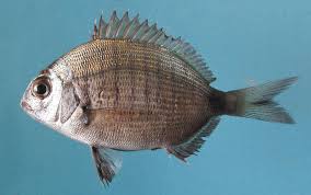 Image result for Diplodus sargus