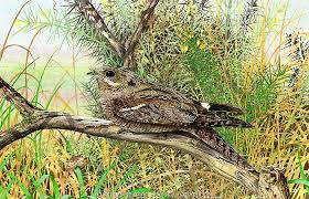 Attēlu rezultāti vaicājumam “Caprimulgus europaeus nest”