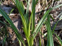 Attēlu rezultāti vaicājumam “Carex sylvatica leaf”