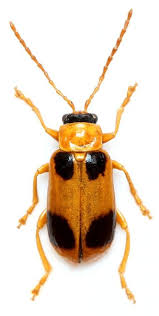 Attēlu rezultāti vaicājumam “Phyllobrotica quadrimaculata”