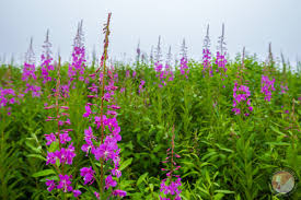 Attēlu rezultāti vaicājumam “Epilobium angustifolium bud”