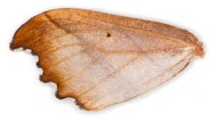 Attēlu rezultāti vaicājumam “Falcaria lacertinaria”