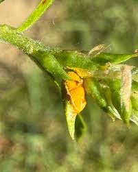 Attēlu rezultāti vaicājumam “Melampsora epitea”