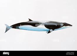 Image result for Balaenoptera acutorostrata