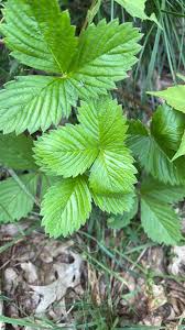 Attēlu rezultāti vaicājumam “Fragaria vesca leaf”