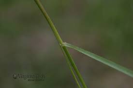 Attēlu rezultāti vaicājumam “Poa pratensis fruit”