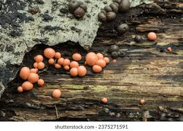 Attēlu rezultāti vaicājumam “Lycogala melleum young”