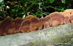 Attēlu rezultāti vaicājumam “Phellinus ferrugineofuscus”