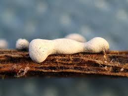 Attēlu rezultāti vaicājumam “Physarum cinereum macro”