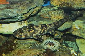 Image result for Haploblepharus edwardsii